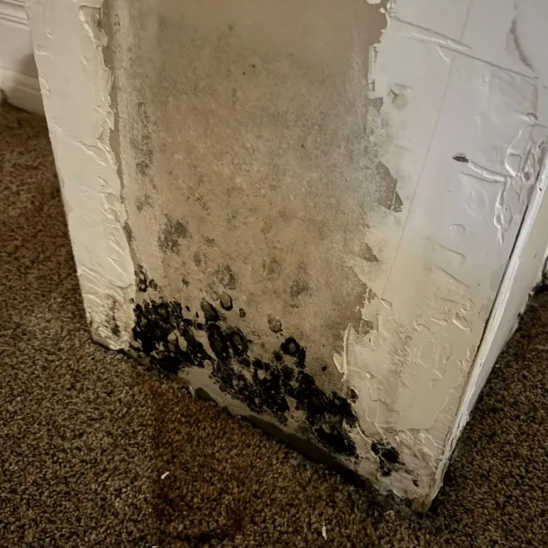 Professional Mold Removal in East Meadow, NY